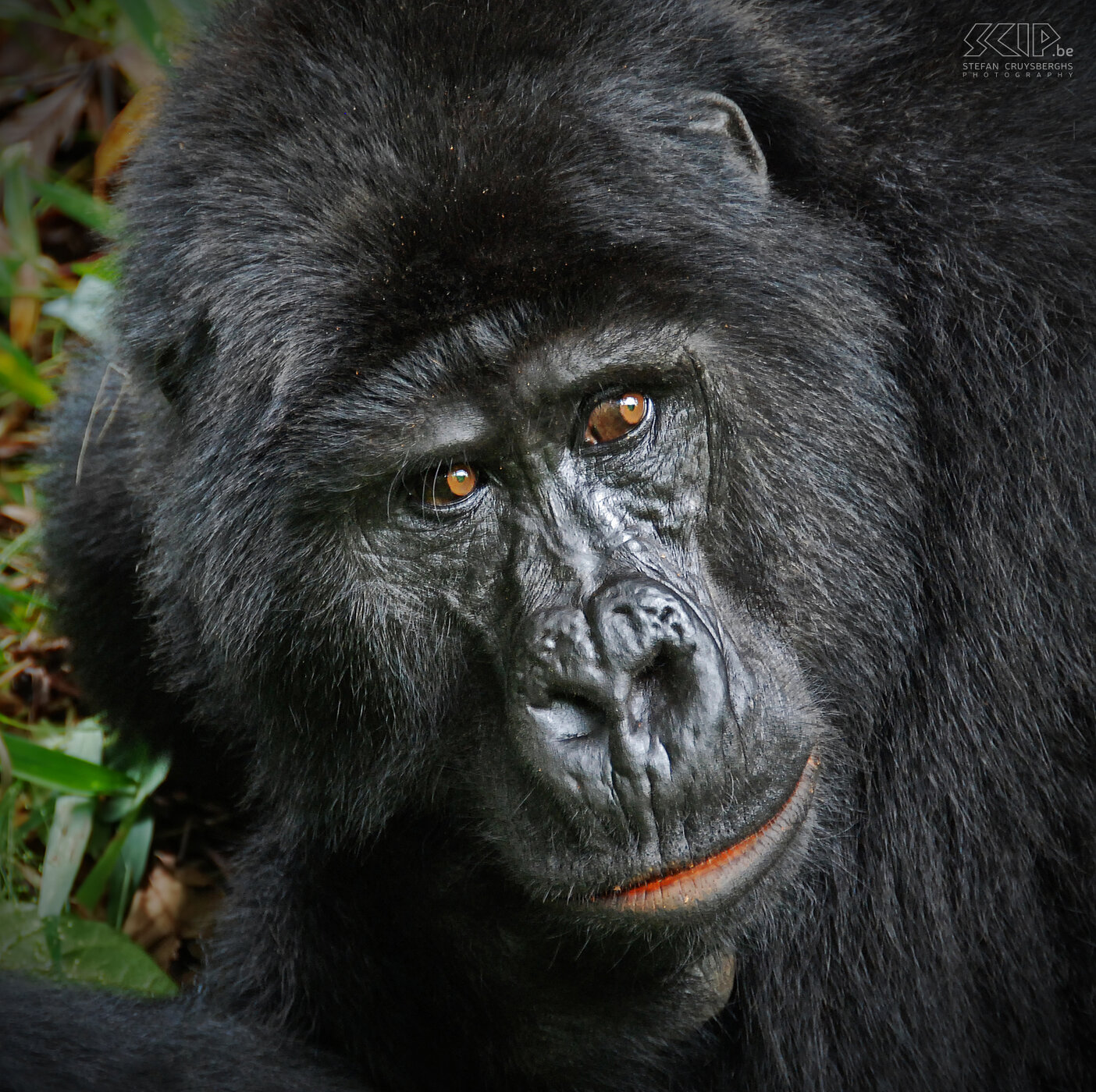 Bwindi - Gorilla - Karibu Closeup of Karibu, strong black mountain gorilla. A 'blackback' is an adult male gorilla up to 11 years old. At about 14 years old, their backs turn gray and they are called 'silverbacks'. Stefan Cruysberghs